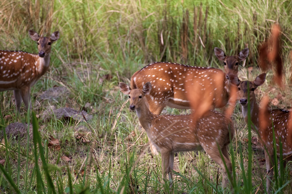 Safari Chitwan National Park 15