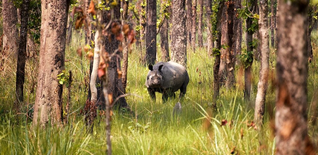 jeep safari cost in chitwan national park