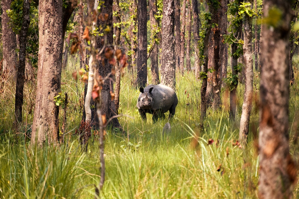 Safari Chitwan National Park 17