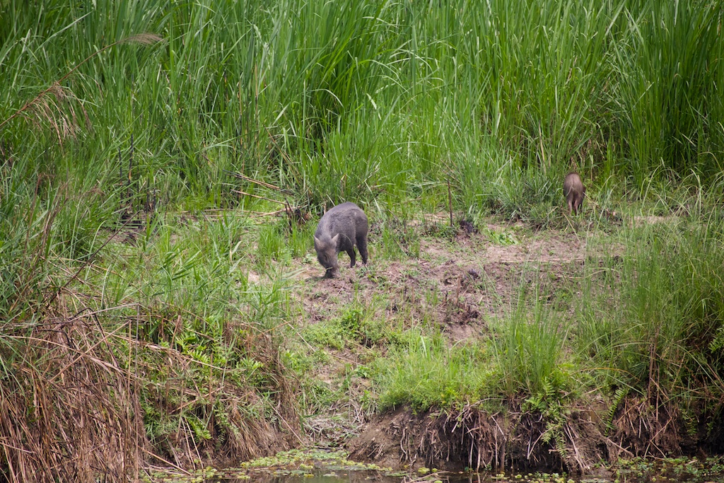 Safari Chitwan National Park 2