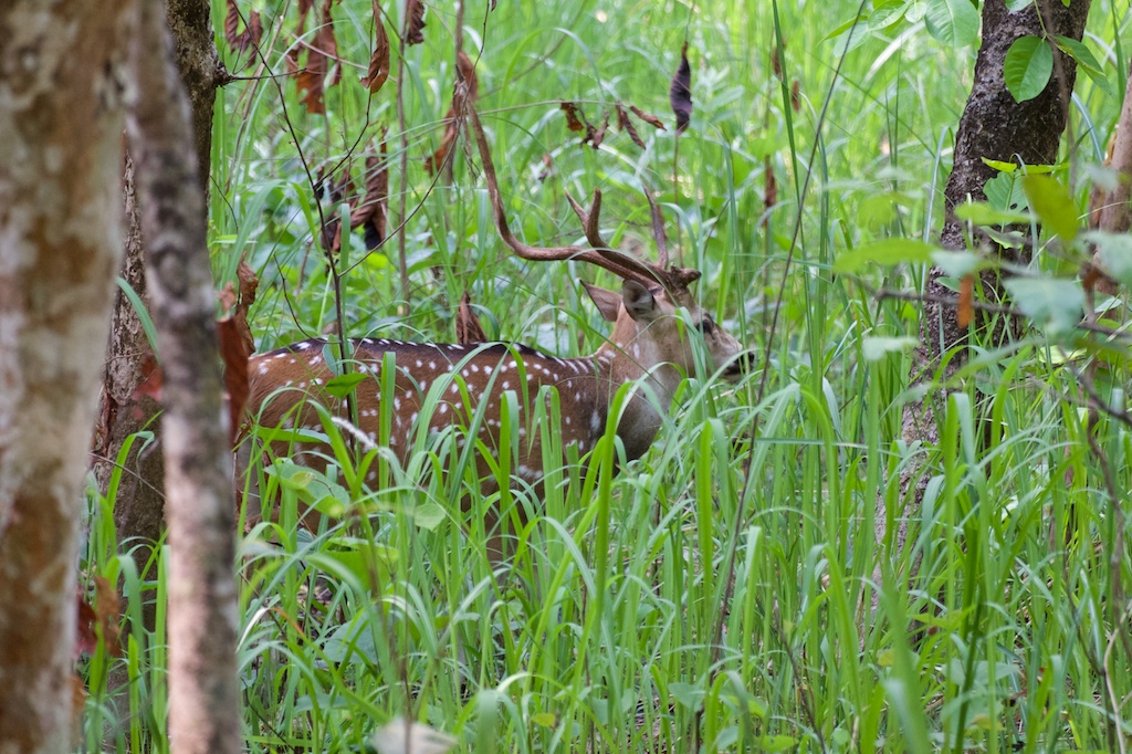 Safari Chitwan National Park 21