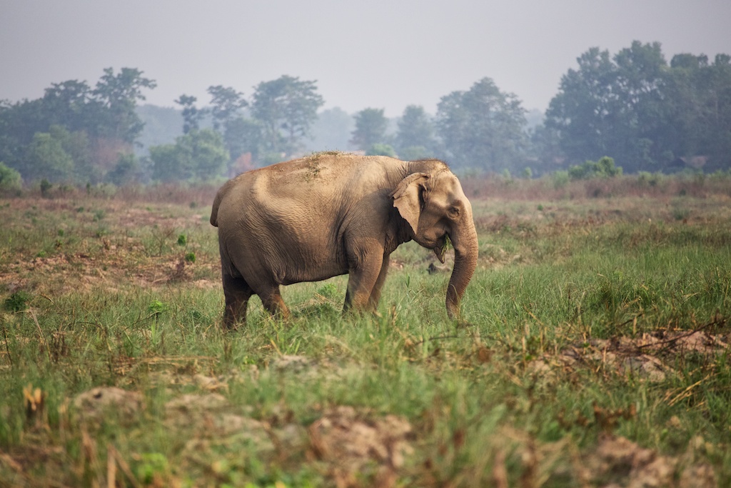 Safari Chitwan National Park 7