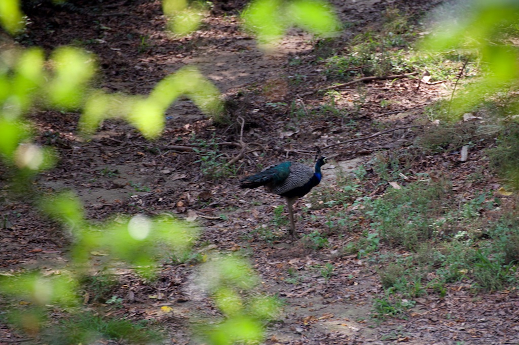 Safari Chitwan National Park