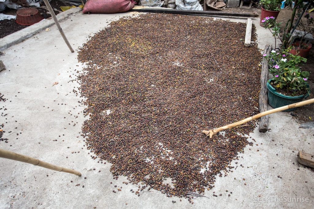 Coffee Farming Guatemala-12