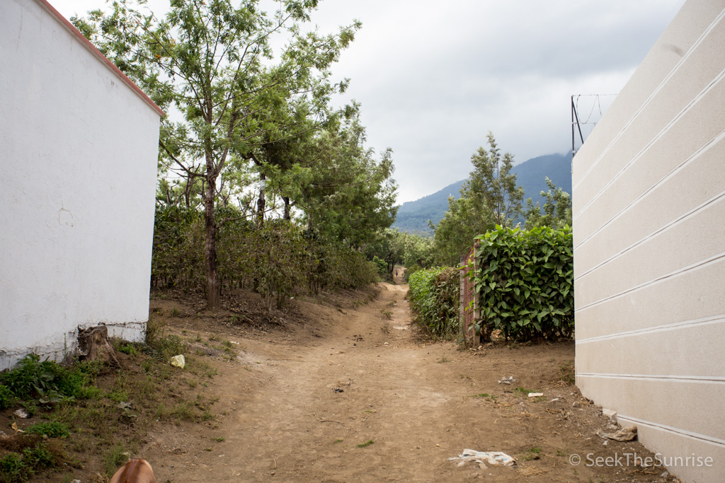 Coffee Farming Guatemala-2