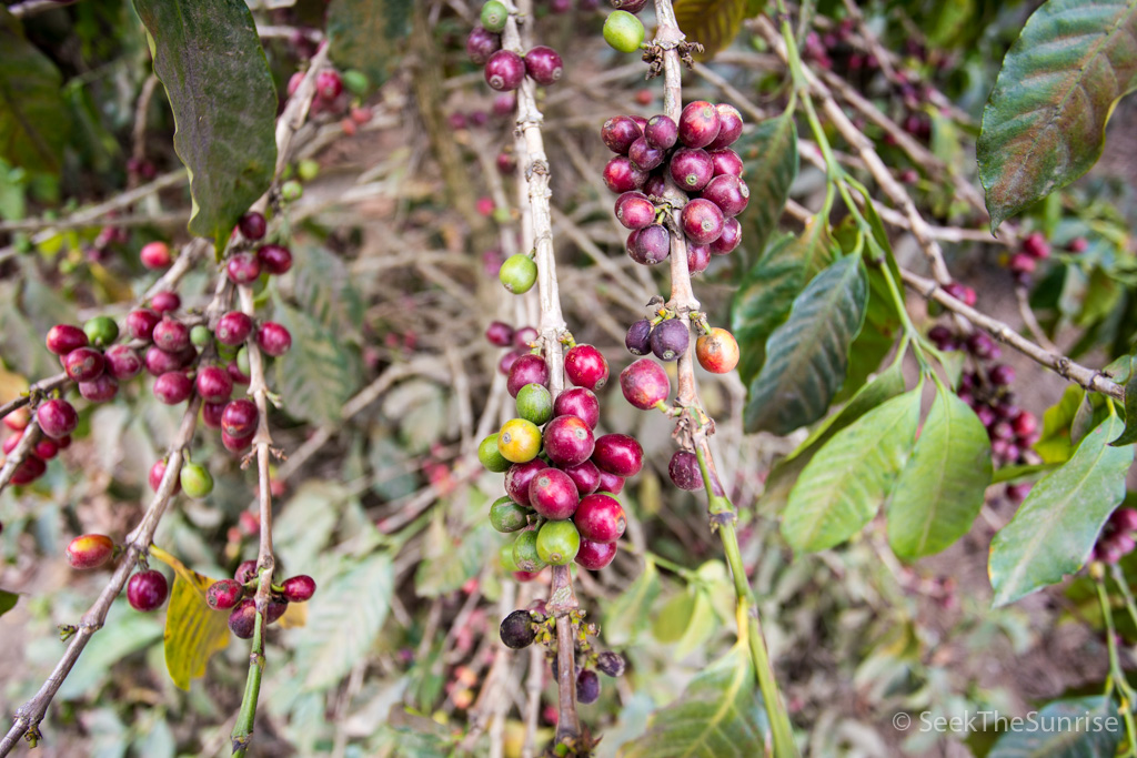 Coffee Farming Guatemala-4