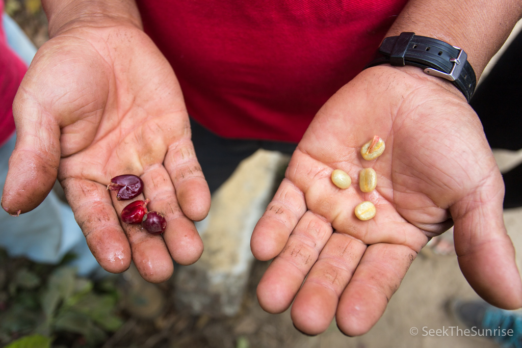 Coffee Farming Guatemala-5