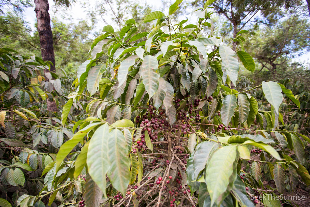 Coffee Farming Guatemala-6
