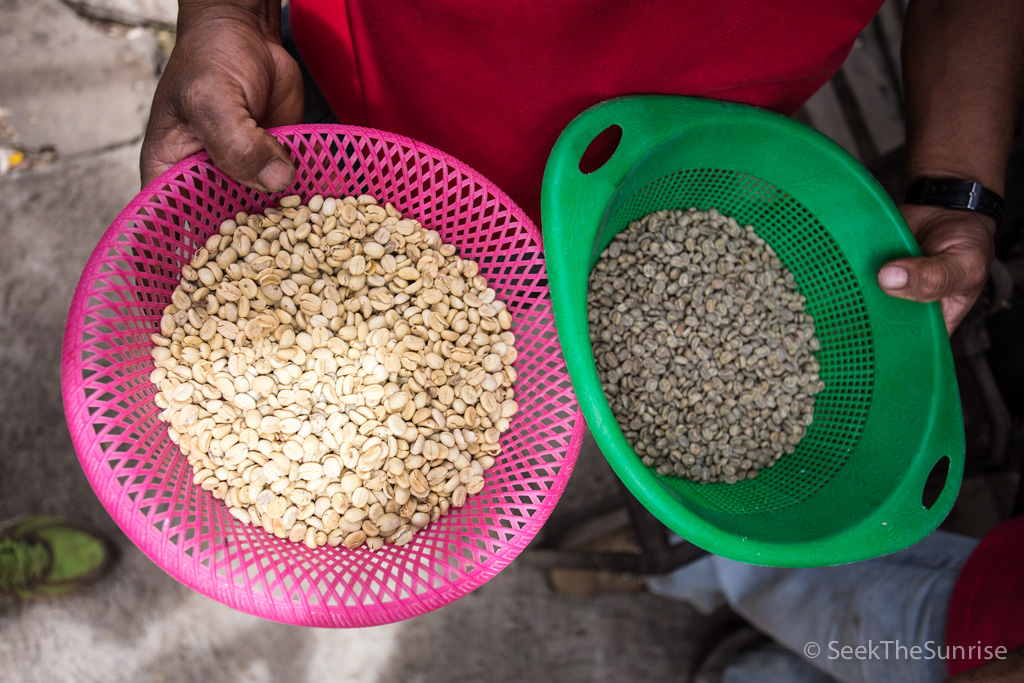 Coffee Farming Guatemala-9