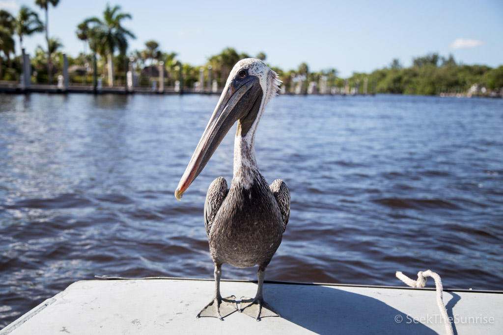 everglades air boat-2