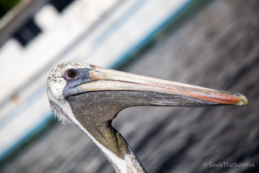 everglades air boat-3