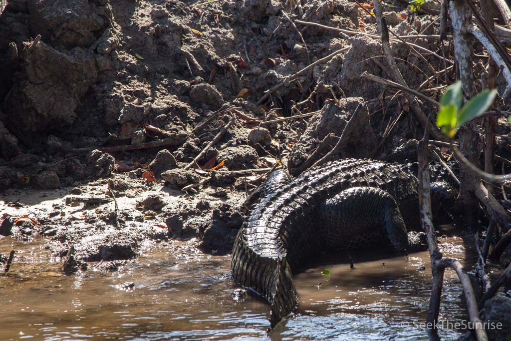 everglades air boat-6