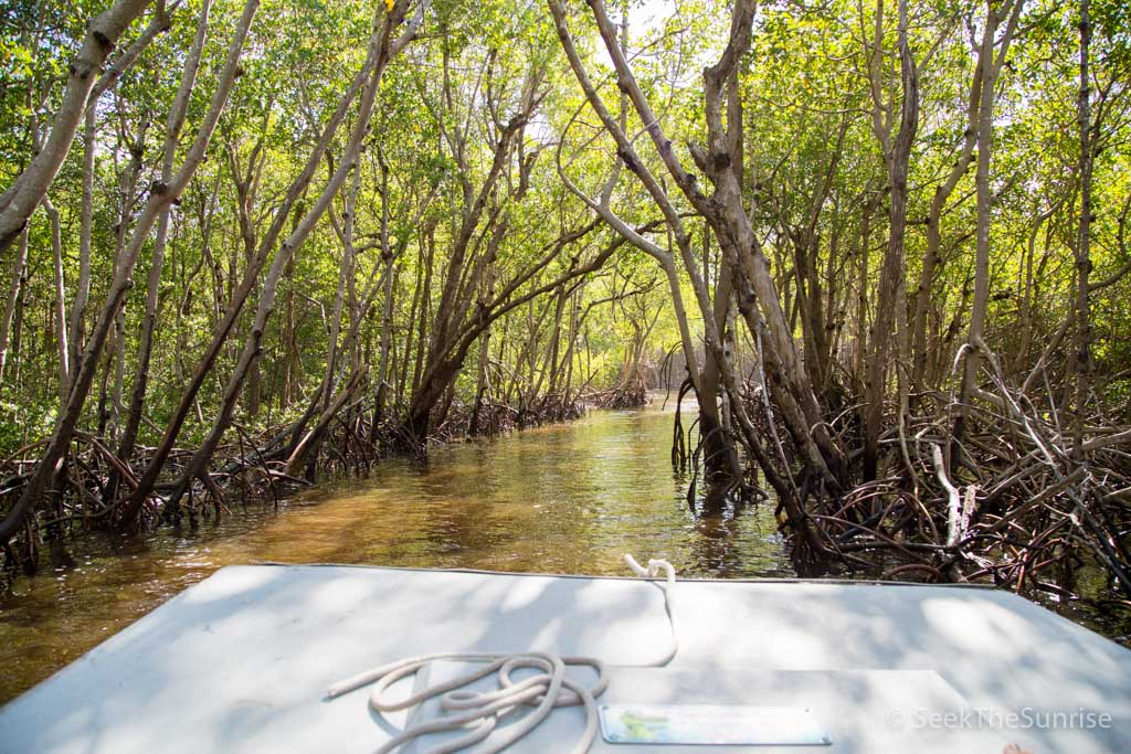 airboat tours mangroves