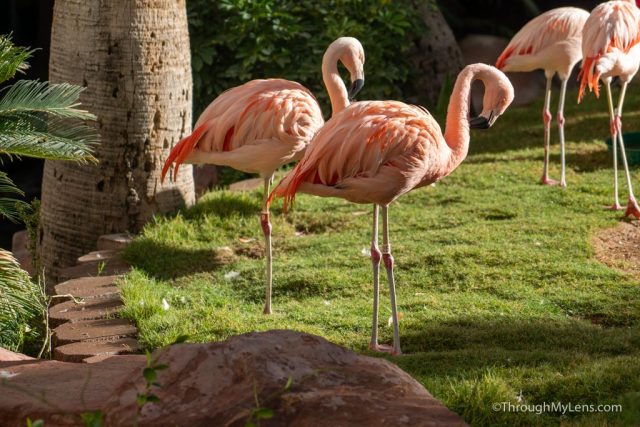 10 Things to Do at Flamingo Las Vegas
