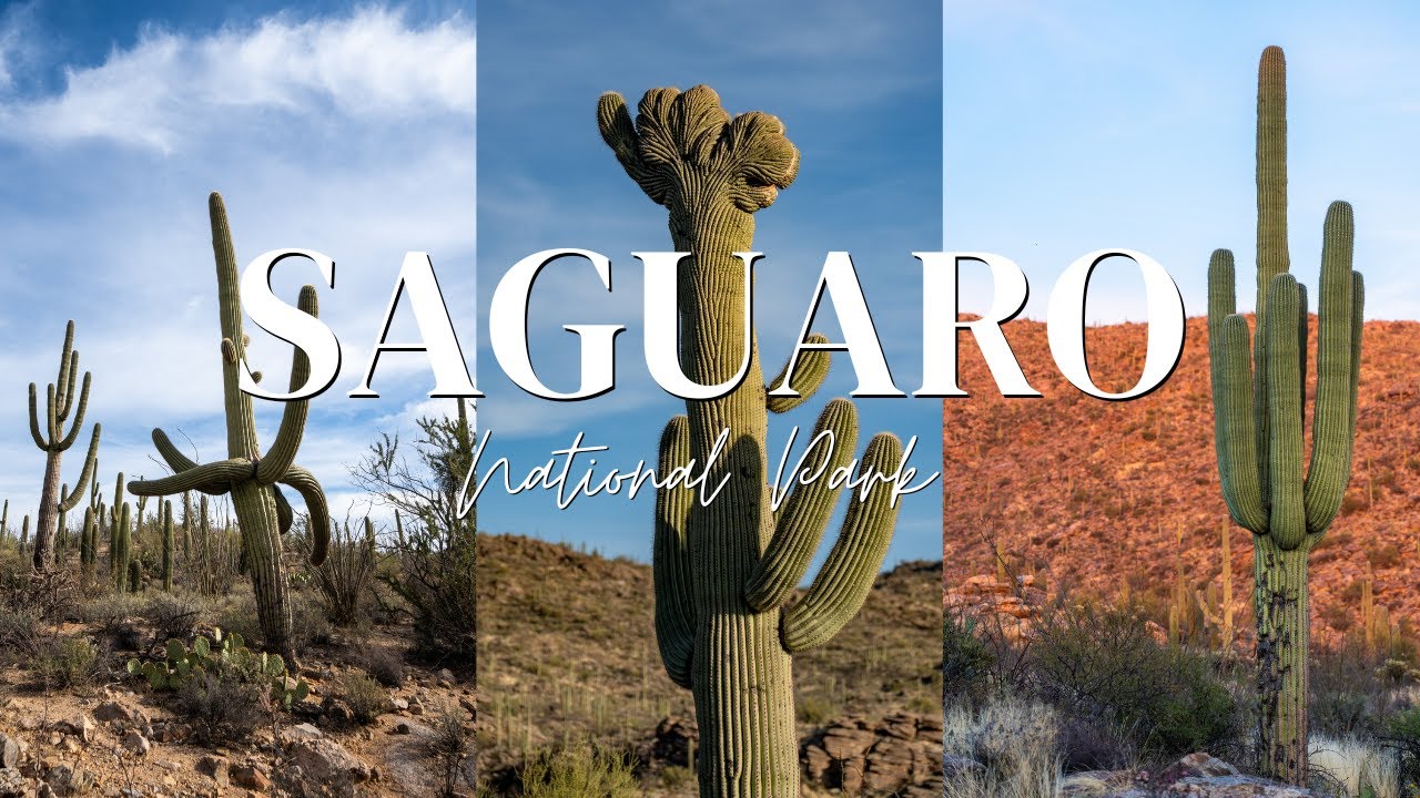 Saguaro National Park Photos