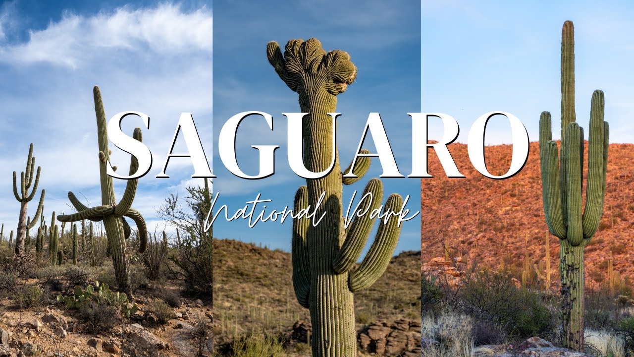 Saguaro National Park Camping